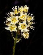Toxicoscordion paniculatum 20-9955